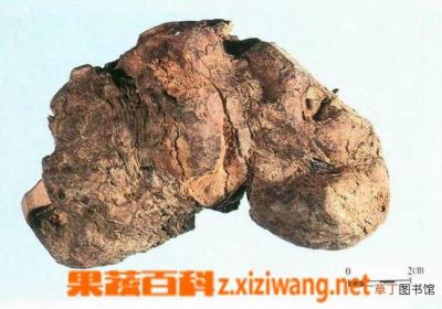 茯苓的功效与作用及食用方法