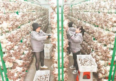 小小食用菌 持续助增收