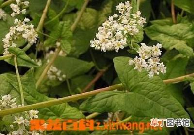 土茯苓的功效与作用