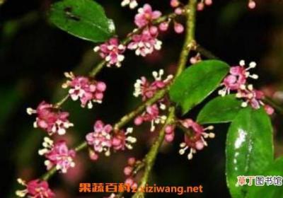 米碎花的功效与作用 米碎花的副作用