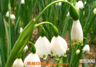 铃铛花怎么养殖 铃铛花的养殖方法和注意事项