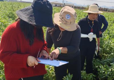 云南省科技特派团食用豆现场观摩培训和田间测产活动在玉溪举办