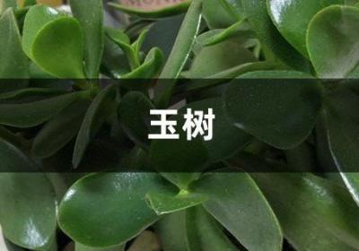 王大爷养“玉树”有妙招，用“它”浇花，叶子油绿又厚实