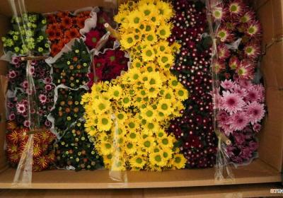 菊花怎么养