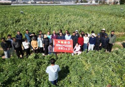 国家食用豆产业技术体系西南工作组：开展田间观摩测产 推动成果落地转化