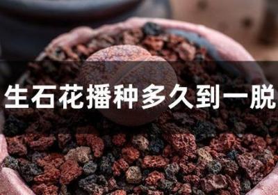 生石花播种多久到一脱