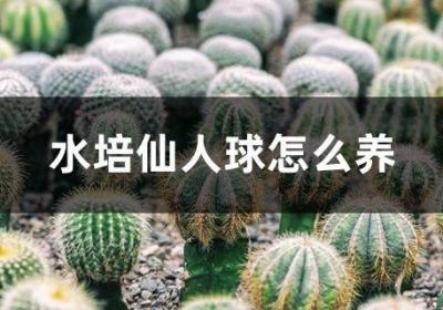 水培仙人球怎么养