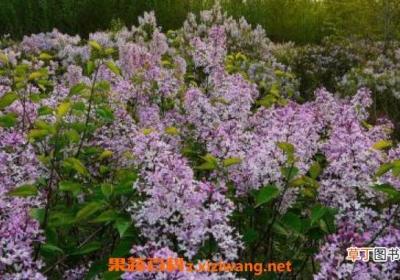 丁香花叶子的功效与作用 为什么丁香花叫狗牙花