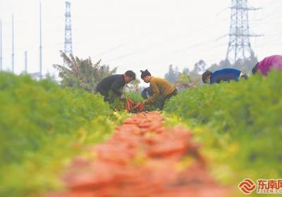 晋江：“中国芯”胡萝卜 春日喜迎丰收