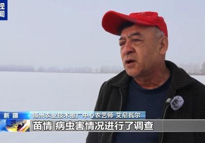 山东6000多万亩小麦越冬进行时，农技人员把“麦”问诊助力春耕