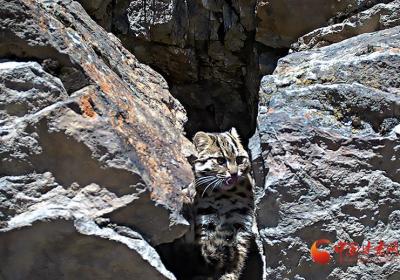 “豹”款猫里猫气萌物出没祁连山 尽享“日光浴”