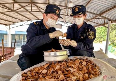 云南勐康口岸首批中药材顺利入境