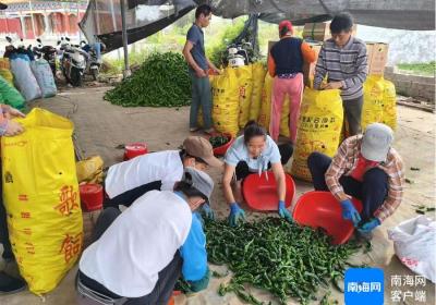 公益海南·媒美与共 | 临高供销发动各方，爱心助力辣椒销售