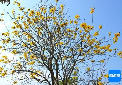 组图 | 黄花风铃木迎春绽放，吹响春日浪漫号角