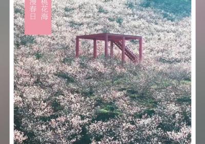 万亩樱桃花海，开启烂漫春日丨在云南样样好