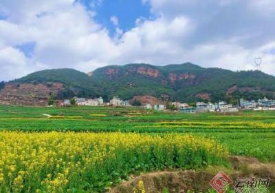昆明禄劝：无人机“飞防”绘写小春油菜“丰景”