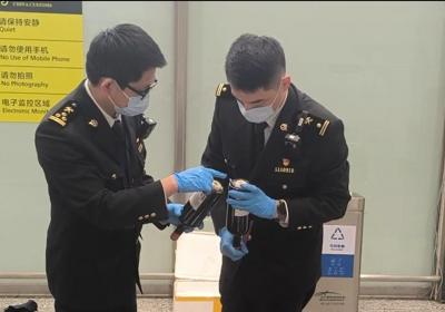 1名旅客违规携带象牙制品进境 被广州海关查获