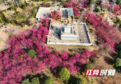 组图 | 湖南祁东：早樱花开“醉”游人