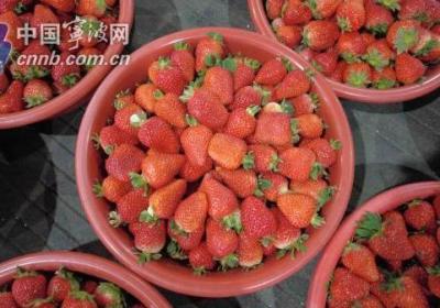 宁波市场部分草莓价格跌至个位数 很可能还会继续下降