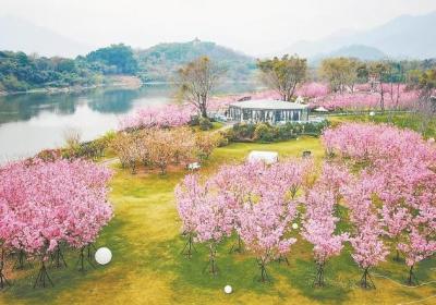相约春天赏樱花 福建发布十大打卡点