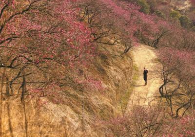 奉化梅花谷：春日盛景 梅香四溢