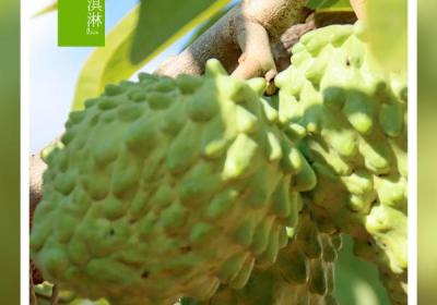 树上“冰淇淋”丰收啦！丨在云南样样好