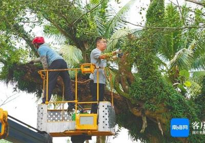 海南多措并举为17864株古树名木撑起“保护伞”
