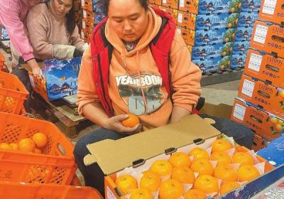 华宁柑桔拓展国外市场 成功“出海”助农增收