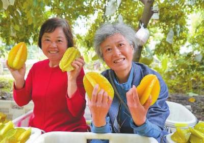 乡村振兴 | 元江县：热区杨桃强村富民