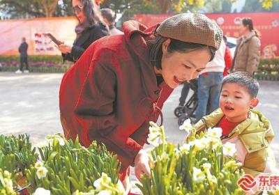 赏水仙 迎新年