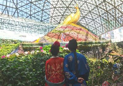 昆明花之城“国色芳华”牡丹花展惊艳来袭