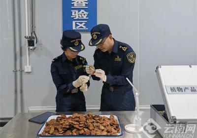 2024年云南省进口中药材量值均位居全国首位