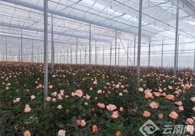 楚雄南华：探索强村路径谱写富民篇章