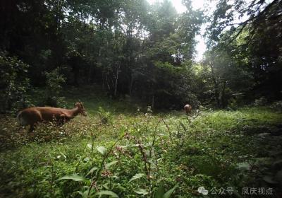 云南凤庆：绿野精灵“赤麂”活跃在林间