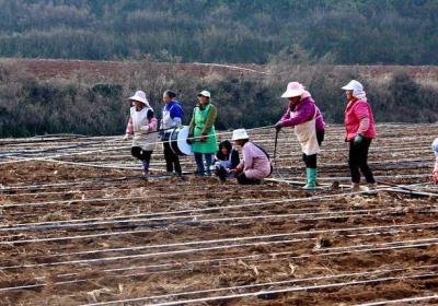 宣威市龙潭镇：特色产业种植2.77万亩，产值达1.16亿元