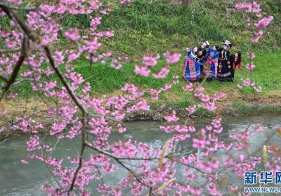 云南文山：樱花盛开引客来