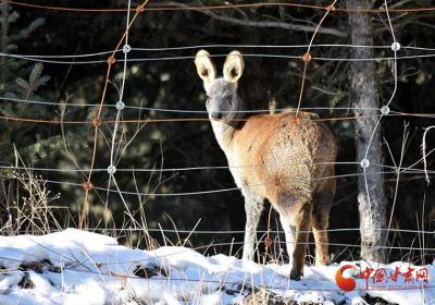 特别“访客” 国家一级保护动物马麝现身祁连山