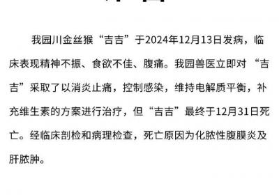 重庆动物园金丝猴“吉吉”死亡