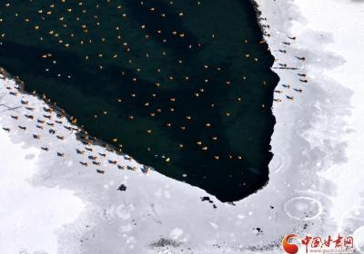 【陇拍客】张掖：生态湿地鸭成群