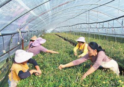 科技开路 仙草出山