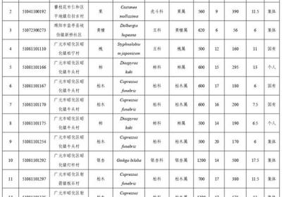 树龄最高1800岁！2024年四川新认定省一级古树290株、名木1株