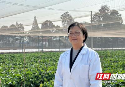 委员风采丨李莓：小油菜大产业，助力湖南油菜产业高质量发展