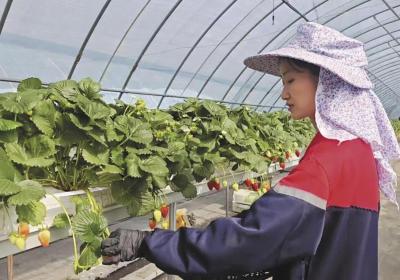 【一线故事】“小草莓”托起乡村振兴“大梦想”