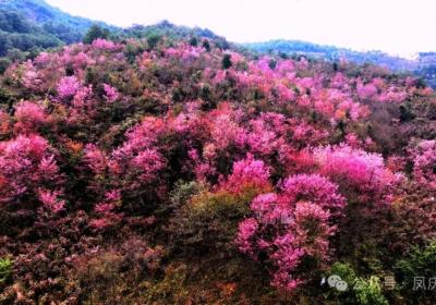 凤庆县：樱花盛开 给你一个粉红色的冬季