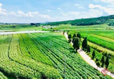 曲靖市沾益区乡村振兴土地开发整理项目首批四个片区通过竣工验收