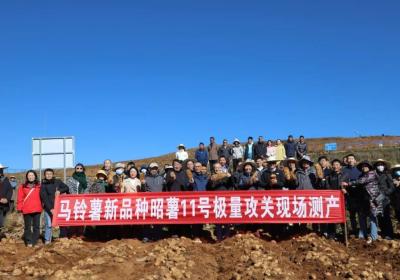 昭薯11号：亩产6吨！助力农民增产增收