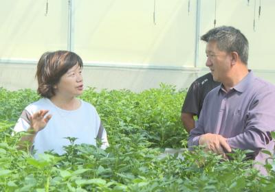 和习琼：“一粒种子可以改变一个产业”