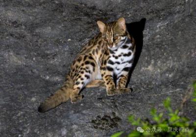 国家二级重点保护野生动物“豹猫”频现凤庆