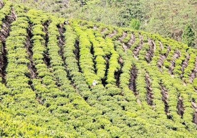 凤庆聚力打造“中国红茶第一县”