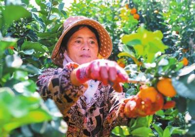 乡村行 看振兴 | 昌宁县因地制宜调整农业产业结构：柑橘满枝头 果农喜丰收